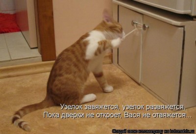 kotomatritsa_o.jpg
