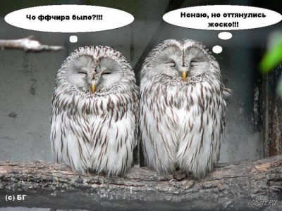 1198882634_15527_sova.jpg