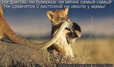 kotomatritsa_zy.jpg