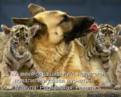 kotomatritsa_W.jpg