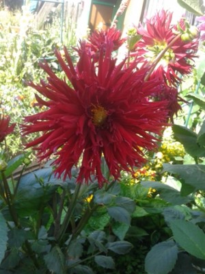 20130826_152951.jpg